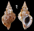 白法螺 Charonia sauliae 2