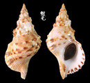 白法螺 Charonia sauliae 3
