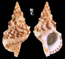 白法螺 Charonia sauliae 4