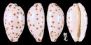 伯尼寶螺 Cypraea punctata berinii