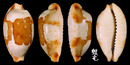 塊斑寶螺 Cypraea stolida 1