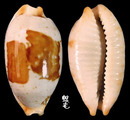 塊斑寶螺 Cypraea stolida 2