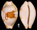 塊斑寶螺 Cypraea stolida 3