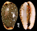 梨皮寶螺 Cypraea labrolineata 1