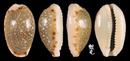 梨皮寶螺 Cypraea labrolineata 2