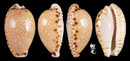梨皮寶螺 Cypraea labrolineata 3