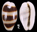 浮標寶螺 Cypraea asellus 1