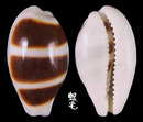 浮標寶螺 Cypraea asellus 2