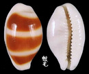 浮標寶螺 Cypraea asellus 3