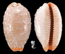雞皮寶螺 Cypraea limacina 1