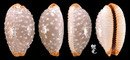雞皮寶螺 Cypraea limacina 2