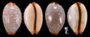 雞皮寶螺 Cypraea limacina 3