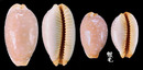 雞皮寶螺 Cypraea limacina 4