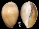 金環寶螺 Cypraea annulus 2