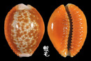 紅花寶螺 Cypraea helvola 1