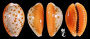 紅花寶螺 Cypraea helvola 2