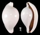 海兔螺 Ovula ovum 2