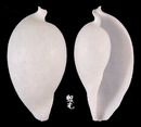 海兔螺 Ovula ovum 4