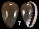 台灣穀米螺 Marginella bernardii 1