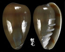 台灣穀米螺 Marginella bernardii 2