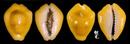黃寶螺 Cypraea moneta 1