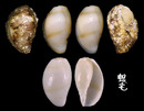 黃寶螺 Cypraea moneta 2