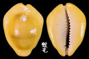黃寶螺 Cypraea moneta 3