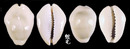 黃寶螺 Cypraea moneta 6