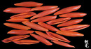 紅錐海兔螺2