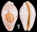 美娘寶螺 Cypraea saulae 2