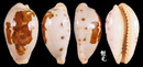 美娘寶螺 Cypraea saulae 3