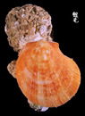 赤裸海菊蛤2