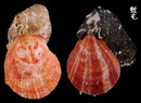 赤裸海菊蛤4