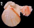 赤裸海菊蛤9