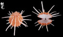 猩猩海菊蛤2