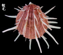 猩猩海菊蛤3
