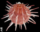 猩猩海菊蛤4