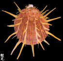 猩猩海菊蛤6