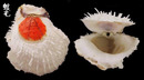貯水海菊蛤3