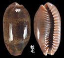清齒寶螺 Cypraea caurica 1