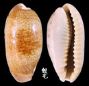 清齒寶螺 Cypraea caurica 2