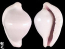 紫口海兔螺1