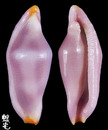 菖蒲海兔螺1
