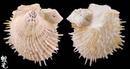 尼可巴海菊蛤1