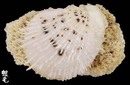 尼可巴海菊蛤5