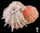 尼可巴海菊蛤6
