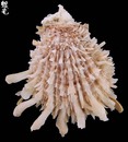 山羊海菊蛤2