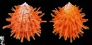 山羊海菊蛤6