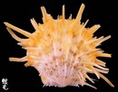 山羊海菊蛤7