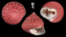 草莓鐘螺 Clanculus puniceus 2